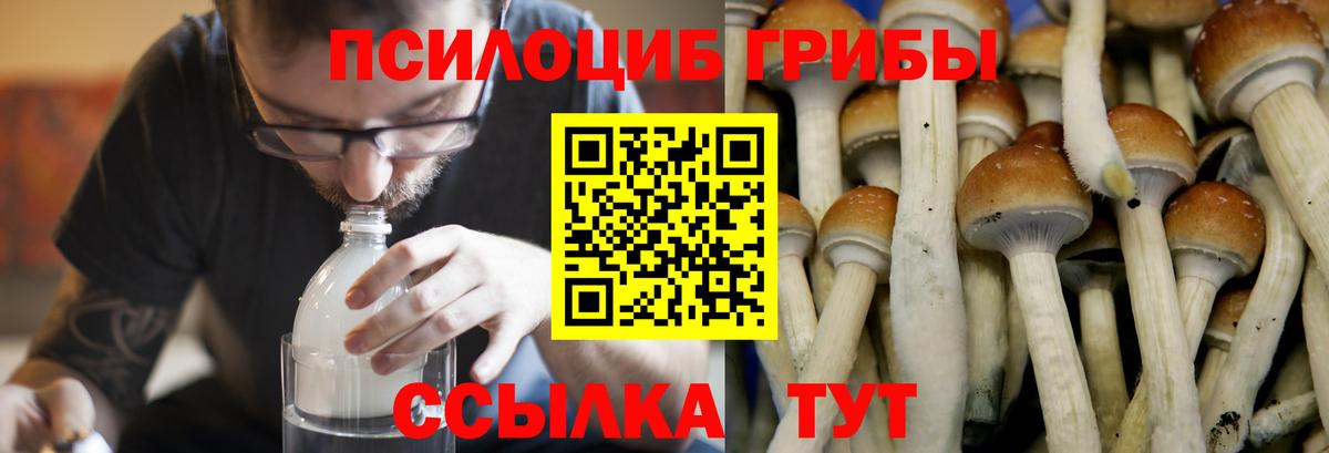 Галлюциногенные грибы Psilocybe  Псилоцибиновые грибы Psilocybe  Вход с VPN  Шахты 